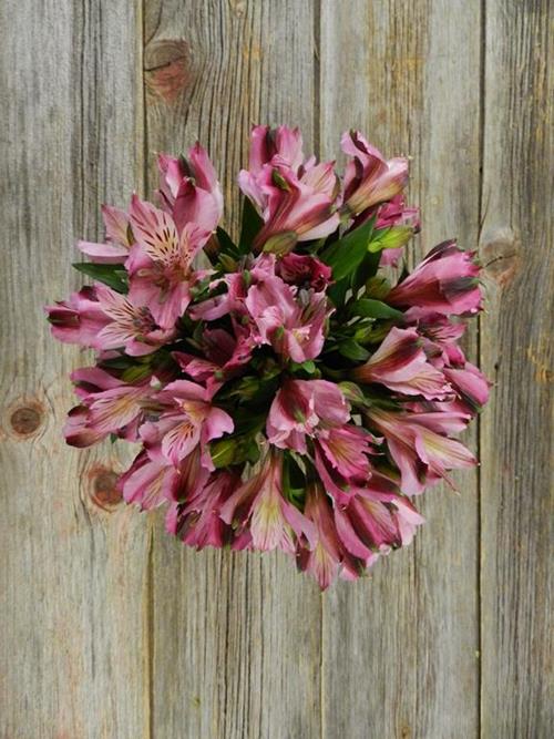 Wholesale Napoli Lilac Alstroemeria Delivered Online FlowerFarm